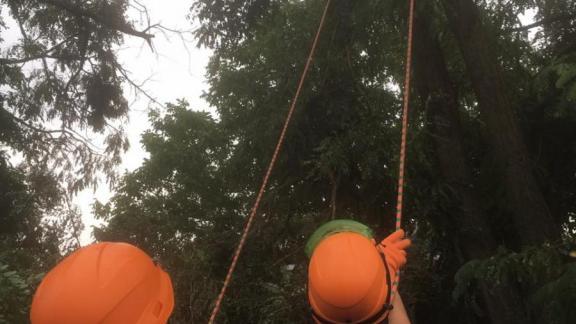204 аварийных дерева убрали пассовцы в Ладовской Балке