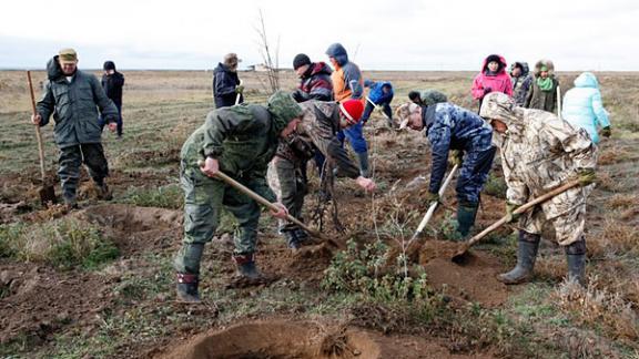 Депутаты краевой Думы высадили деревья на берегах Чограйского водохранилища