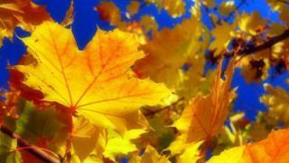 Поэтический форум: Осень – короткая, но дивная пора…