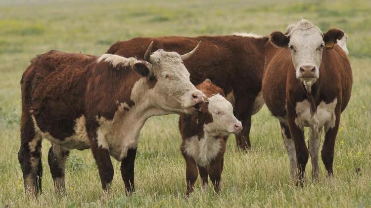 В министерстве сельского хозяйства Ставрополья подвели итоги в сфере мясного животноводства