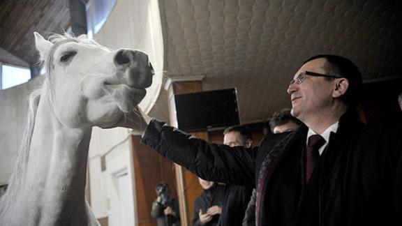Министру Николаю Федорову показали элитных лошадей арабской породы на Терском конном заводе