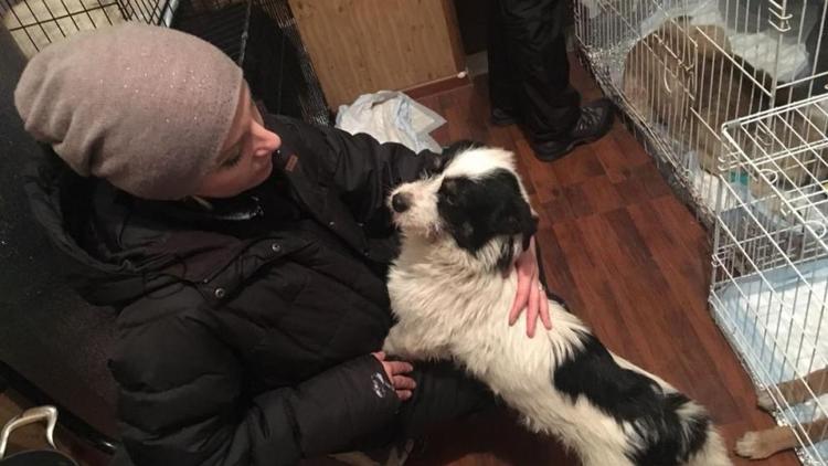 Волонтеры московского фонда помощи животным обследовали собак в Ессентуках