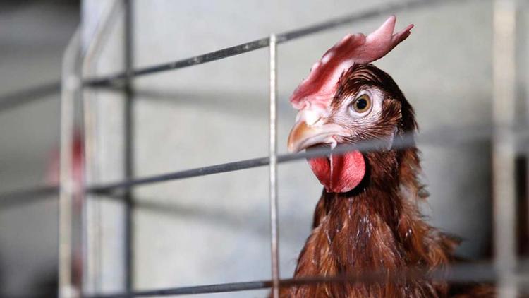 Ставрополье в числе ведущих регионов по производству мяса птицы