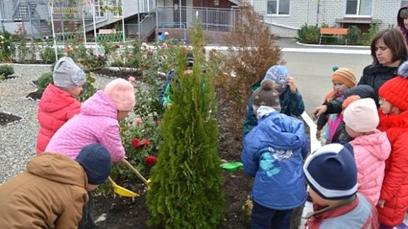 В Кочубеевском районе дошкольники вносят вклад в озеленение