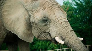 Слоны могут объединять усилия при выполнении работы