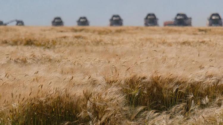 Самая высокая урожайность зерновых в Кочубеевском округе Ставрополья