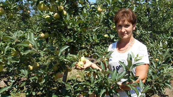 На Ставрополье собрали уже более 200 тонн яблок
