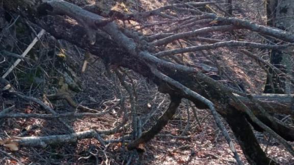 Эко-тропу в Железноводске расчистят от поваленных деревьев