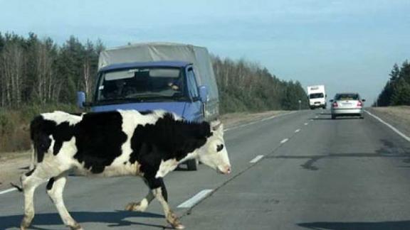 На Ставрополье автомобиль врезался в выскочившую на дорогу корову