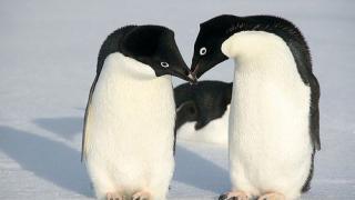 Пингвины Адели - романтичное чудо Антарктики