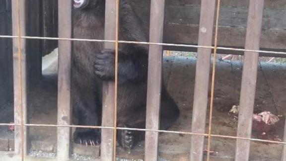 Медвежонка, сидевшего в плену на одной из баз отдыха Пятигорска, выпустили на волю