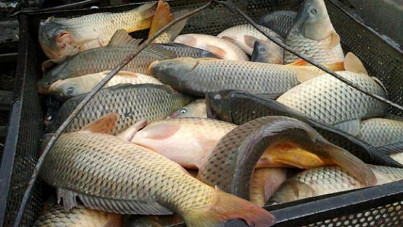 До 25 тысяч банок рыбных консервов в сутки производит ставропольский завод