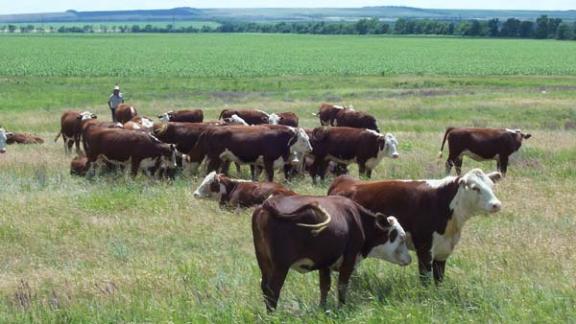 Кочубеевский район вышел в лидеры по производству молока в сельхозпредприятиях края