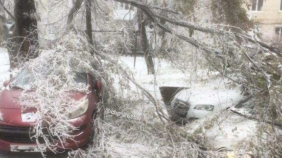 В Ставрополе деревья рухнули на здание и припаркованные автомобили