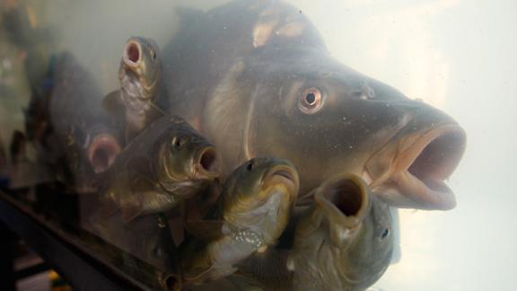 В Минсельхозе РФ обсудили проблемы рыбоводства и сохранения водных биоресурсов