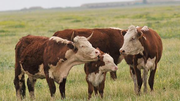 В Кисловодске запретили выпас скота в курортной зоне