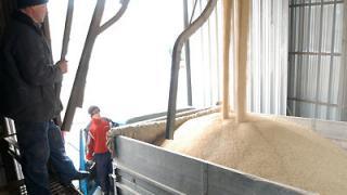 Перевозки зерна растут