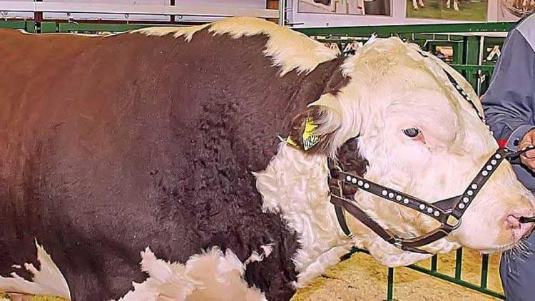 На Ставрополье в колхозе «Гигант» живёт бык Важный весом 1,4 тонны