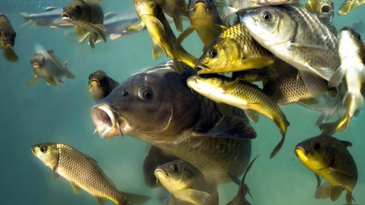 Установлены причины массовой гибели рыбы в Новомарьевском лимане