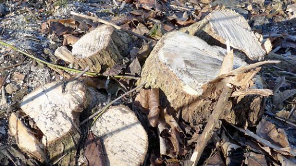21 дерево вырубили в Пятигорске. Возбуждено уголовное дело