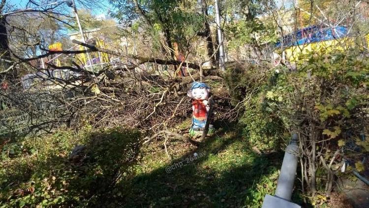 Большое дерево упало в Центральном парке Ставрополя