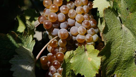 2018 год был удачным для виноградарей Ставрополья