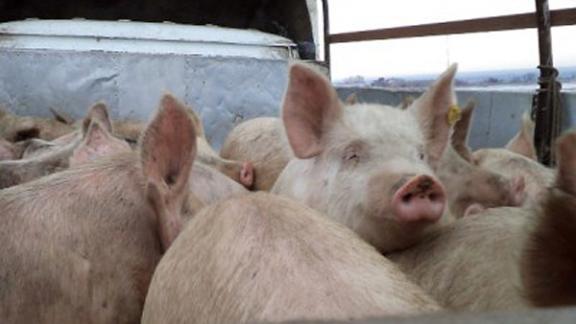 В Ростовской и Воронежской областях обострилась ситуация по африканской чуме свиней