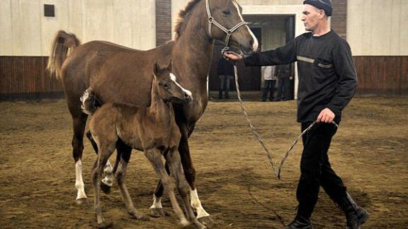 На Терском конном заводе появился жеребенок - потомок легендарного арабского скакуна Асуана
