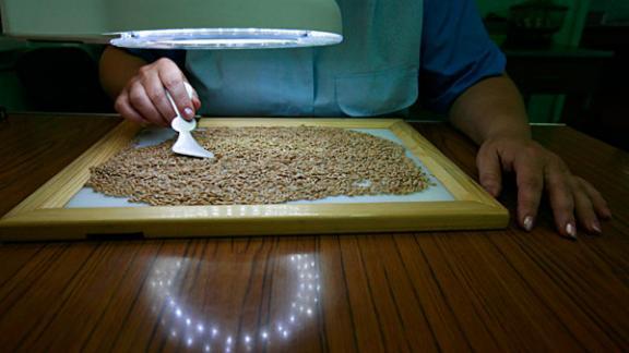 Создание сортов озимой мягкой пшеницы на юге России