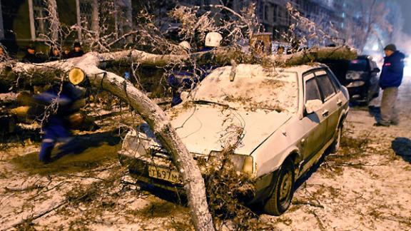 В Ставрополе сильный ветер повалил множество деревьев