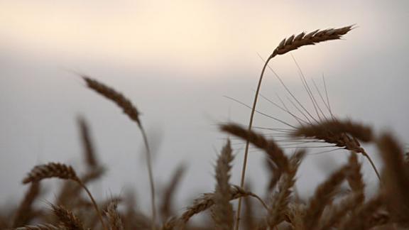 Урожайность зерновых ожидается на 25-30 процентов ниже прошлогодних показателей