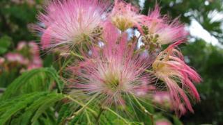 Альбиция шелковая – красивое лекарственное дерево