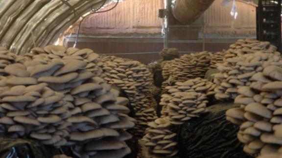 Королевские вёшенки и грибы шиитаке будут выращивать в Буденновском районе