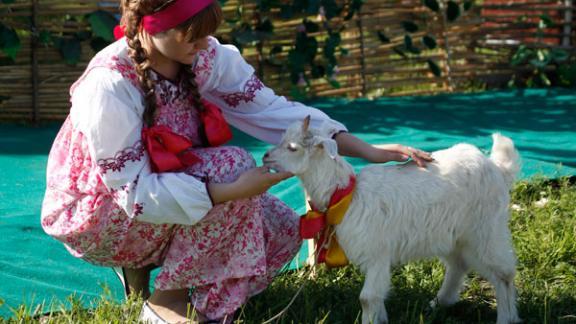 Выставка племенных овец и коз Ставрополья – блеск племенной элиты края