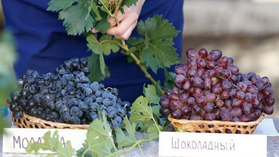 День Трифона впервые отмечают виноградари на Ставрополье 14 февраля