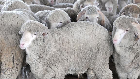 Российским регионам выделят 670 млн рублей на поддержку овцеводства