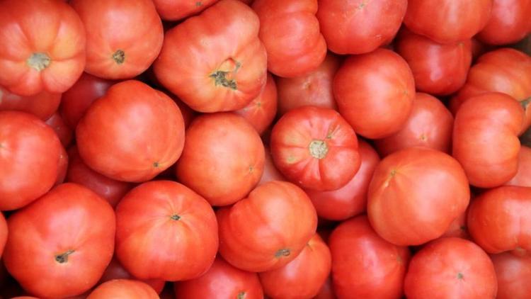 В Минераловодском округе обнаружено 36 тонн помидоров с томатной молью
