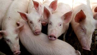 Личные подсобные хозяйства представляют угрозу для промышленного свиноводства