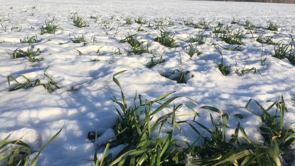 На Ставрополье господдержка позволила застраховать более 30% общей посевной площади