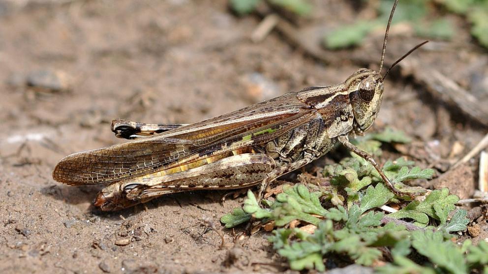 Губернатор Ставрополья: Край готов противостоять нашествию саранчи