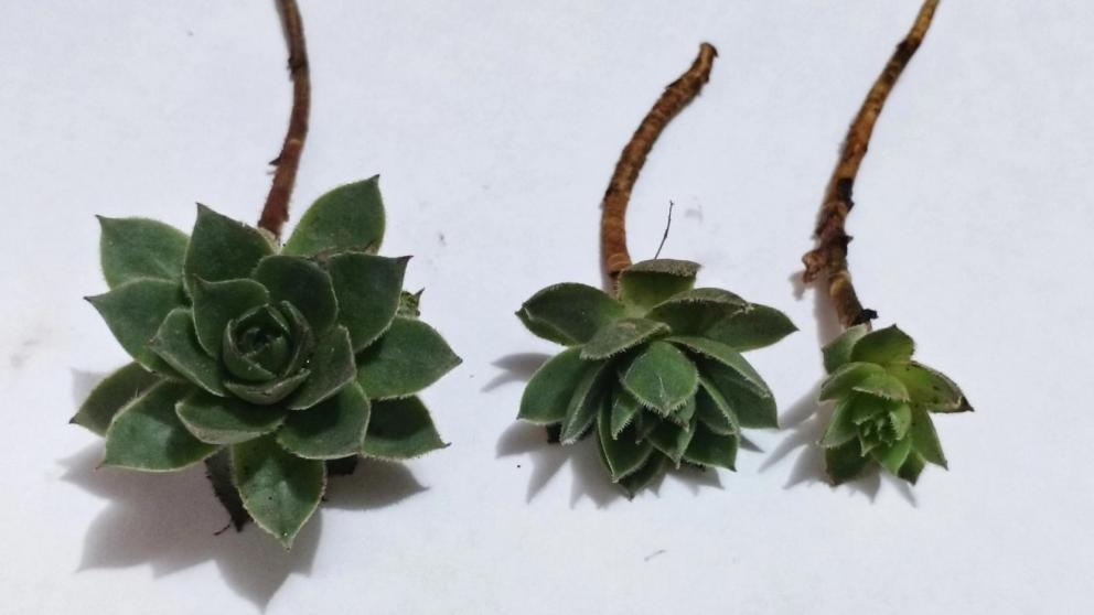 Онлайн-рубрика «Соцконтракт в деле» вдохновляет ставропольцев на открытие бизнеса