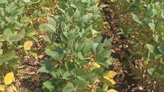 В Ставропольском крае собирают урожай сои