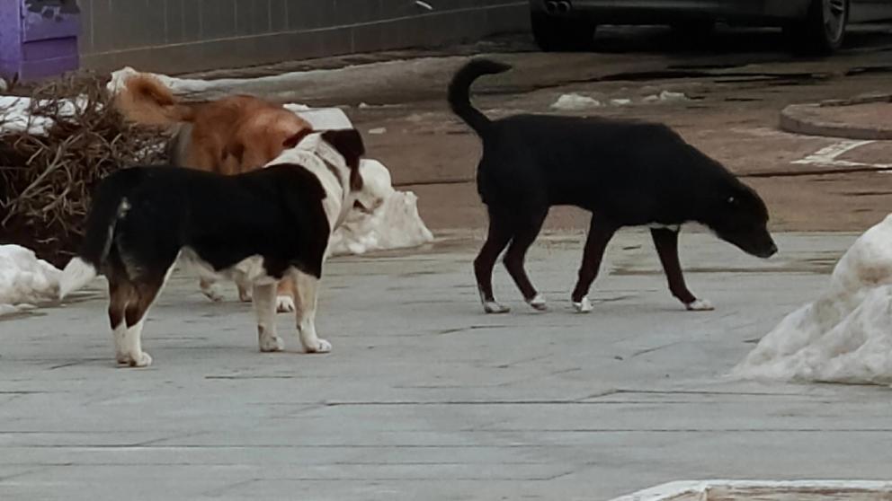 На Ставрополье подготовят инициативу о лицензировании для заводчиков собак