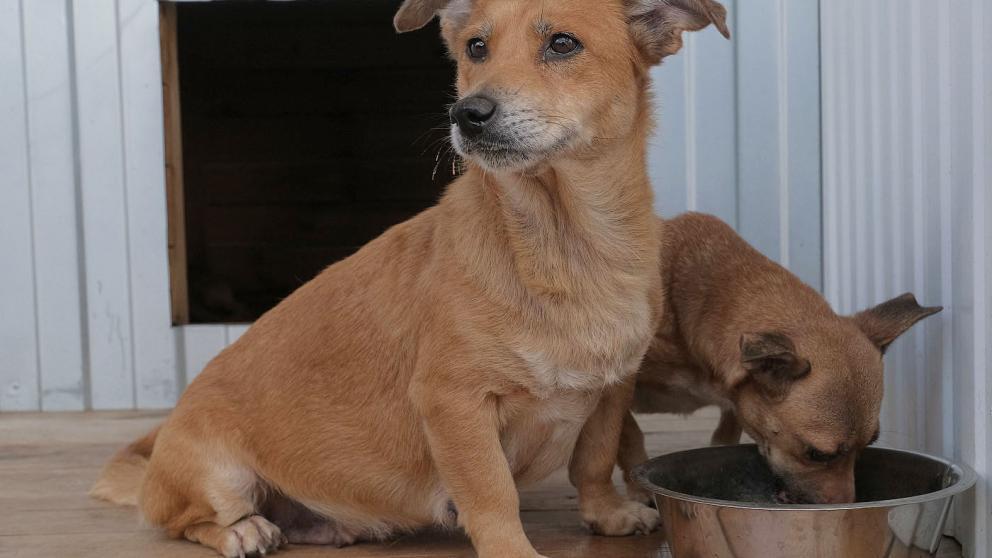 В Будённовском округе планируют создать приют для бездомных животных