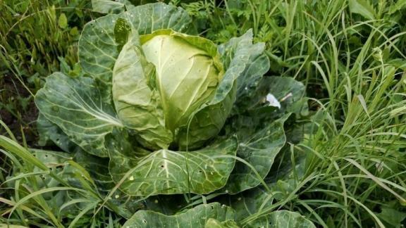Россельхозцентр Ставрополья посоветовал дачникам, как защитить капусту от вредителей