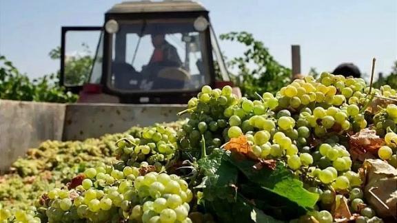В Будённовском округе на Ставрополье завершили сбор винограда