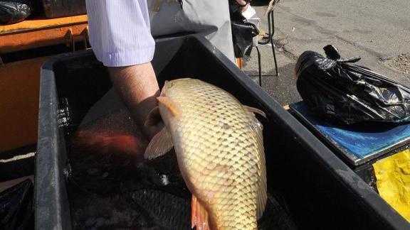 На поддержку промышленного рыбоводства Ставрополья выделено 8 млн рублей