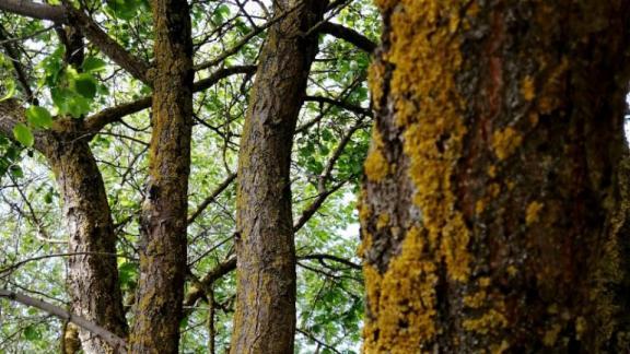 Ставрополье получило 112 млн рублей на развитие глэмпингов