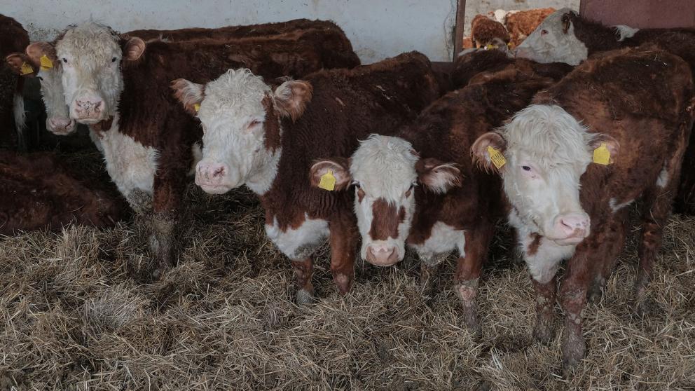 На Ставрополье ожидается увеличение производства молока до 600 тысяч тонн