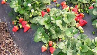Труновский фермер увеличил площадь земляники в 6 раз